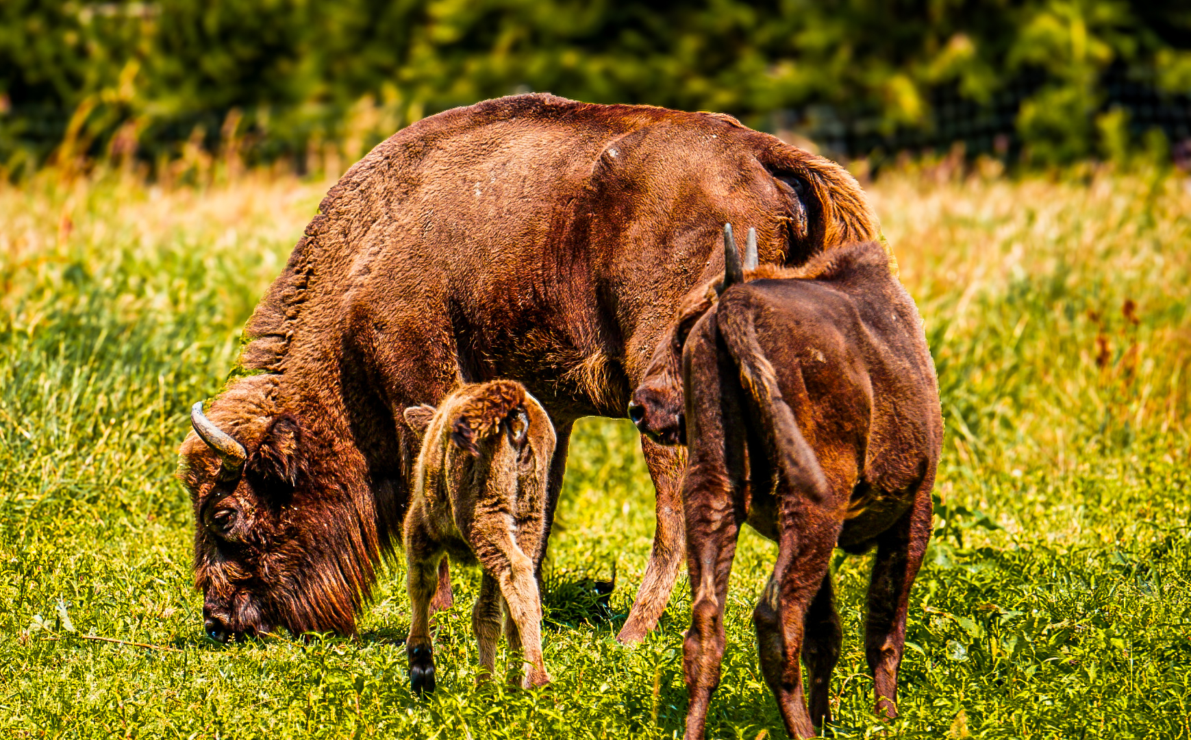 Bisons